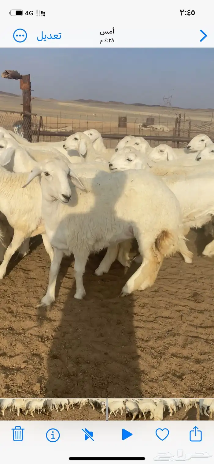 رخال صنف مقاني 6