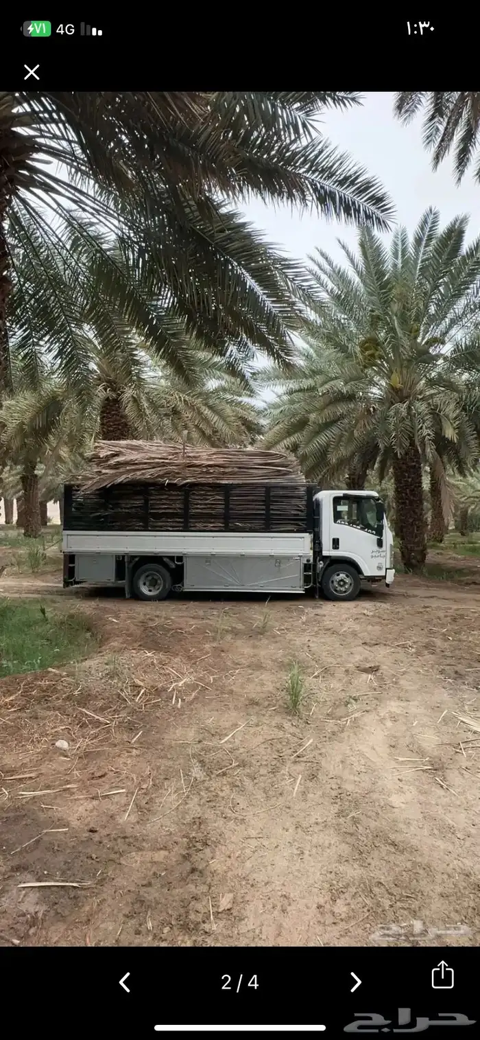 جريد سعف للبيع واصل الي ضواحي ينبع 0