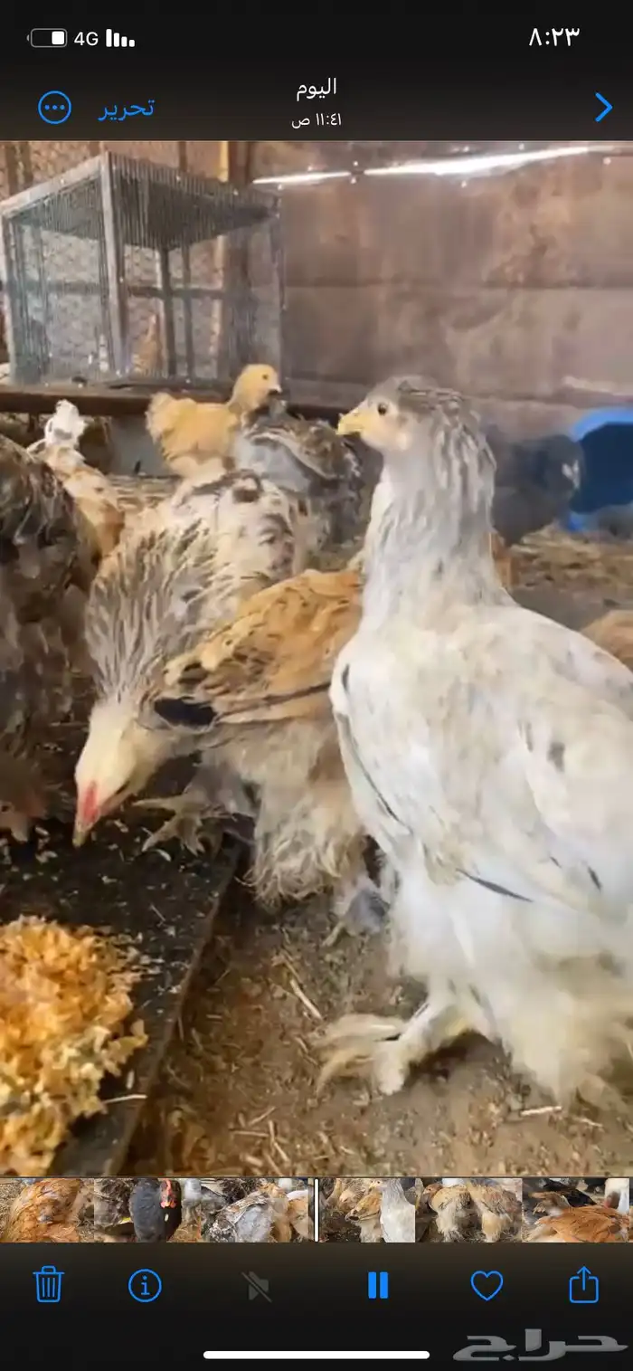 دجاج براهما 0
