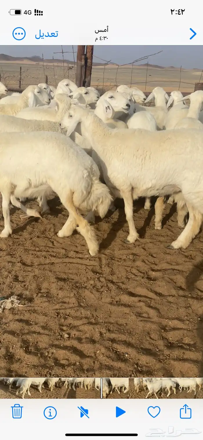 رخال صنف مقاني 0