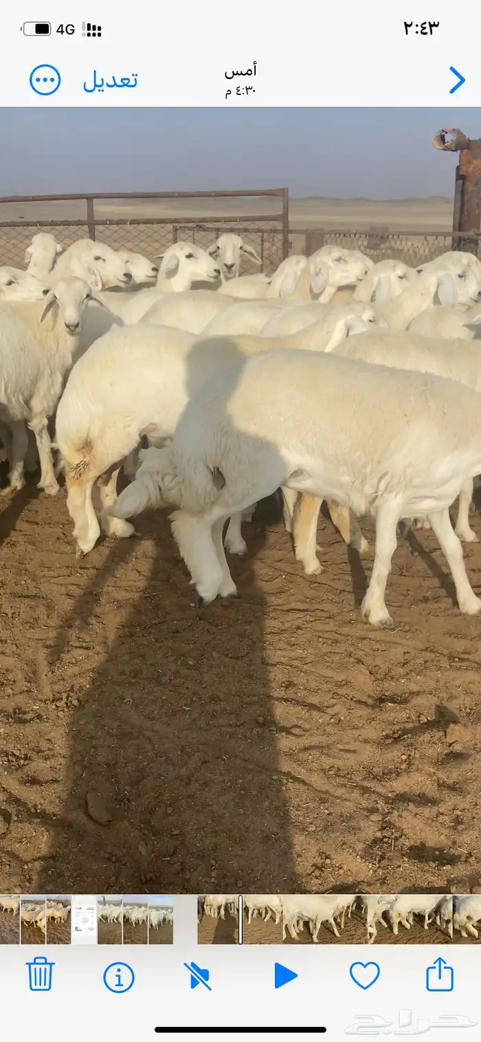 رخال صنف مقاني 2