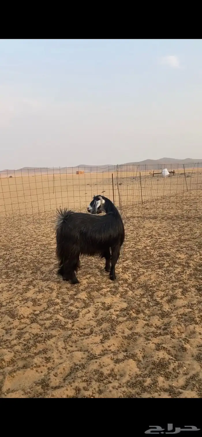 عنز حايل قافله 3