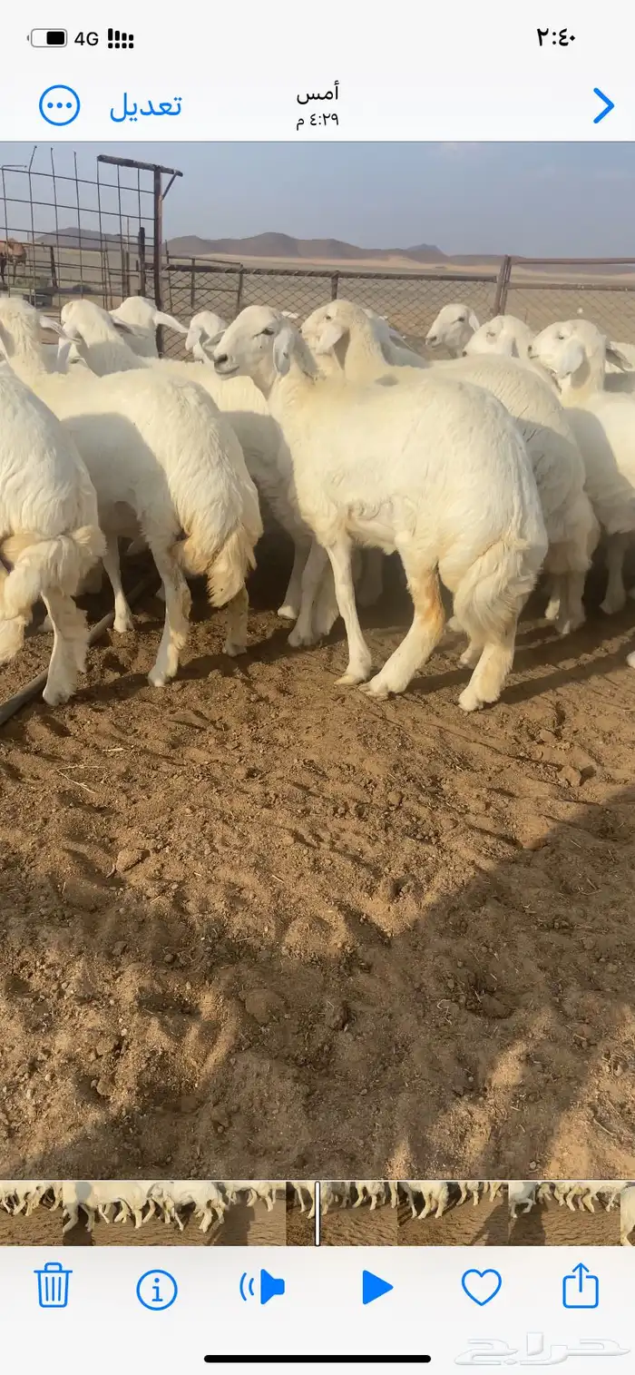 رخال صنف مقاني 1