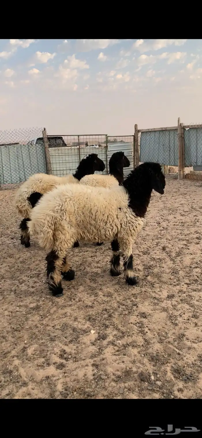 رخال صنف للبيع 0