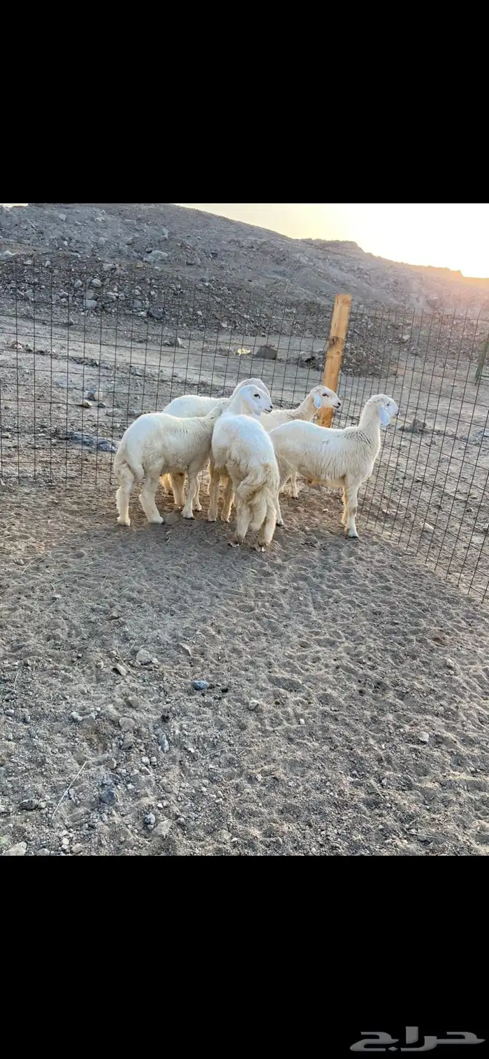 ذبايح طليان جدة 1