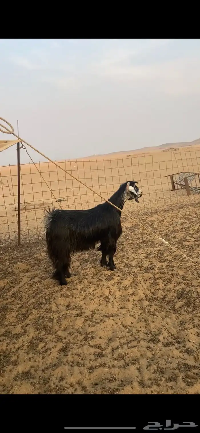 عنز حايل قافله 0
