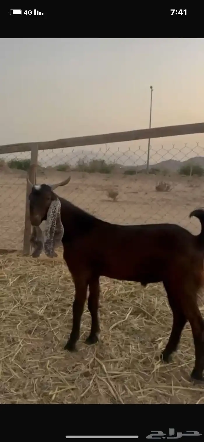 تيس ادهم باكستاني 1