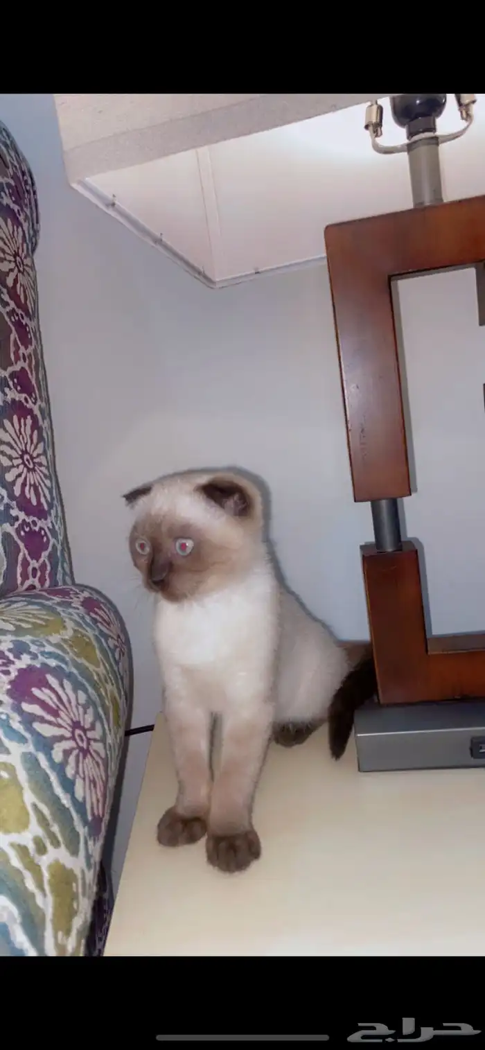 قطه للبيع 0