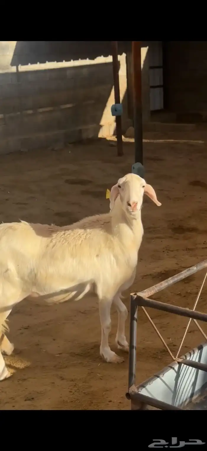 نعجة رباع فاخرة 3