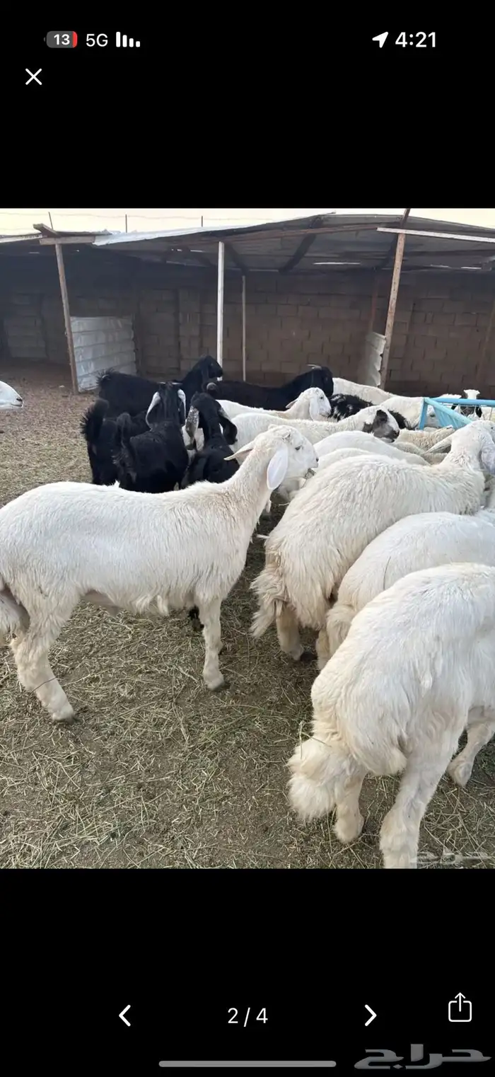 طليان وتيوس جبره 1