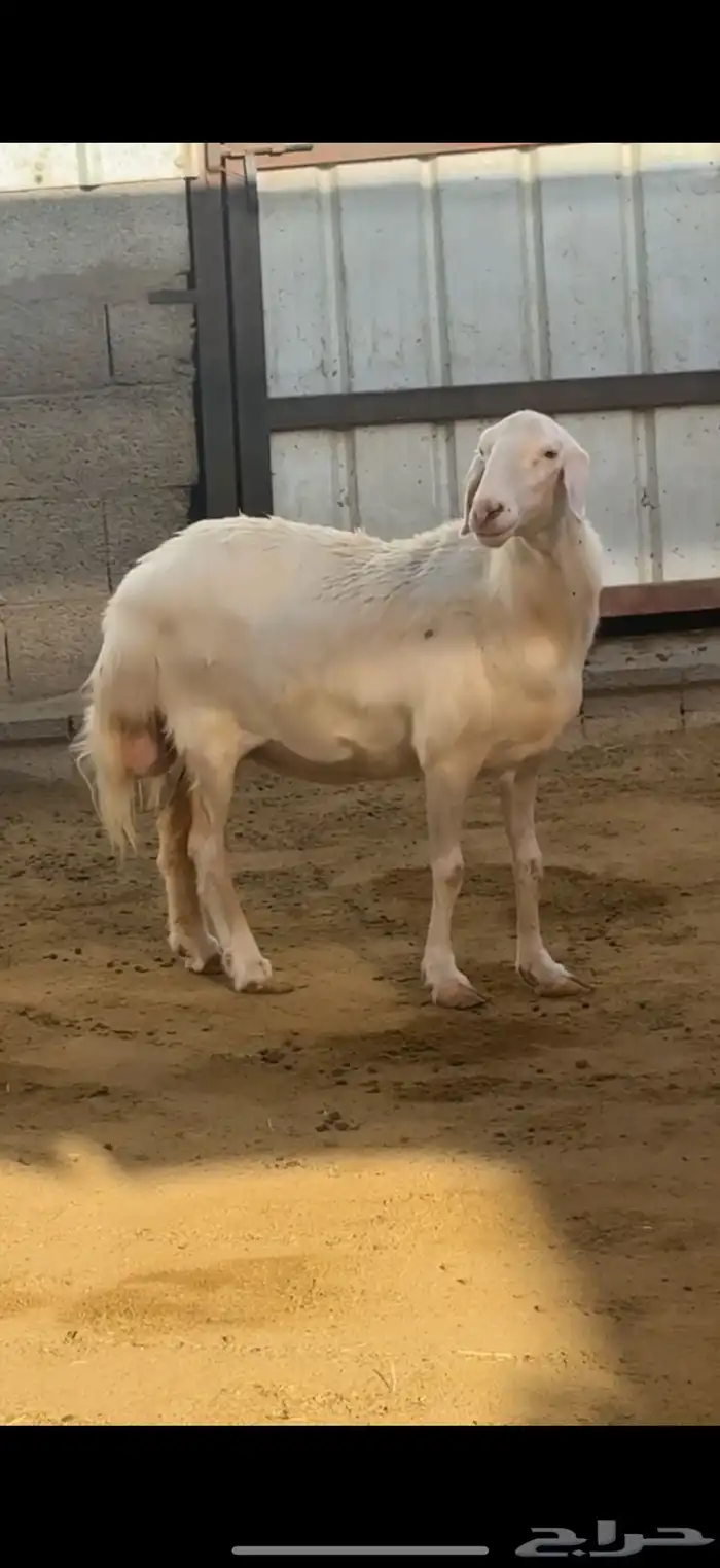 نعجة رباع فاخرة 1