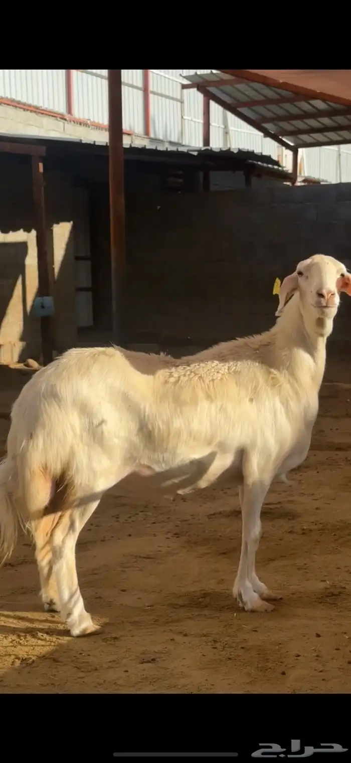 نعجة رباع فاخرة 6