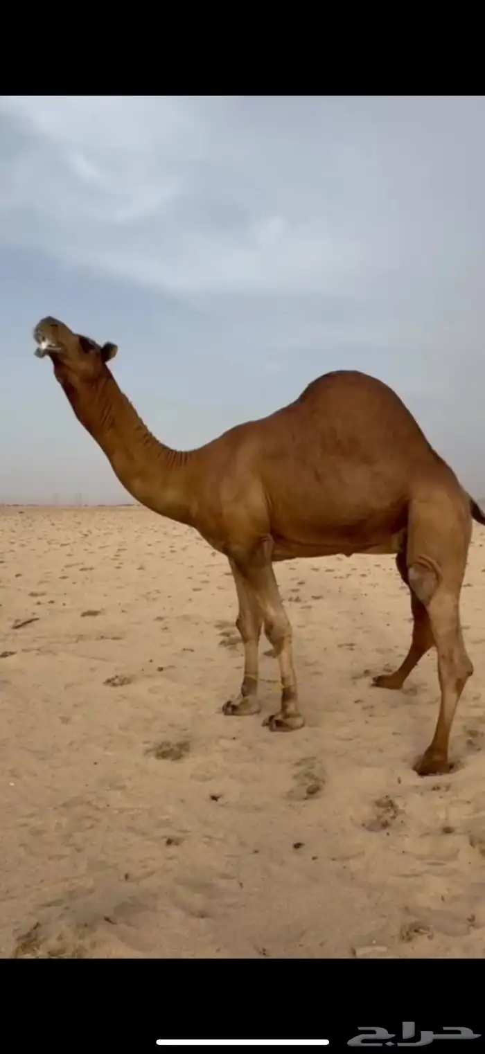 فحل ساحلي رباع احمر 0