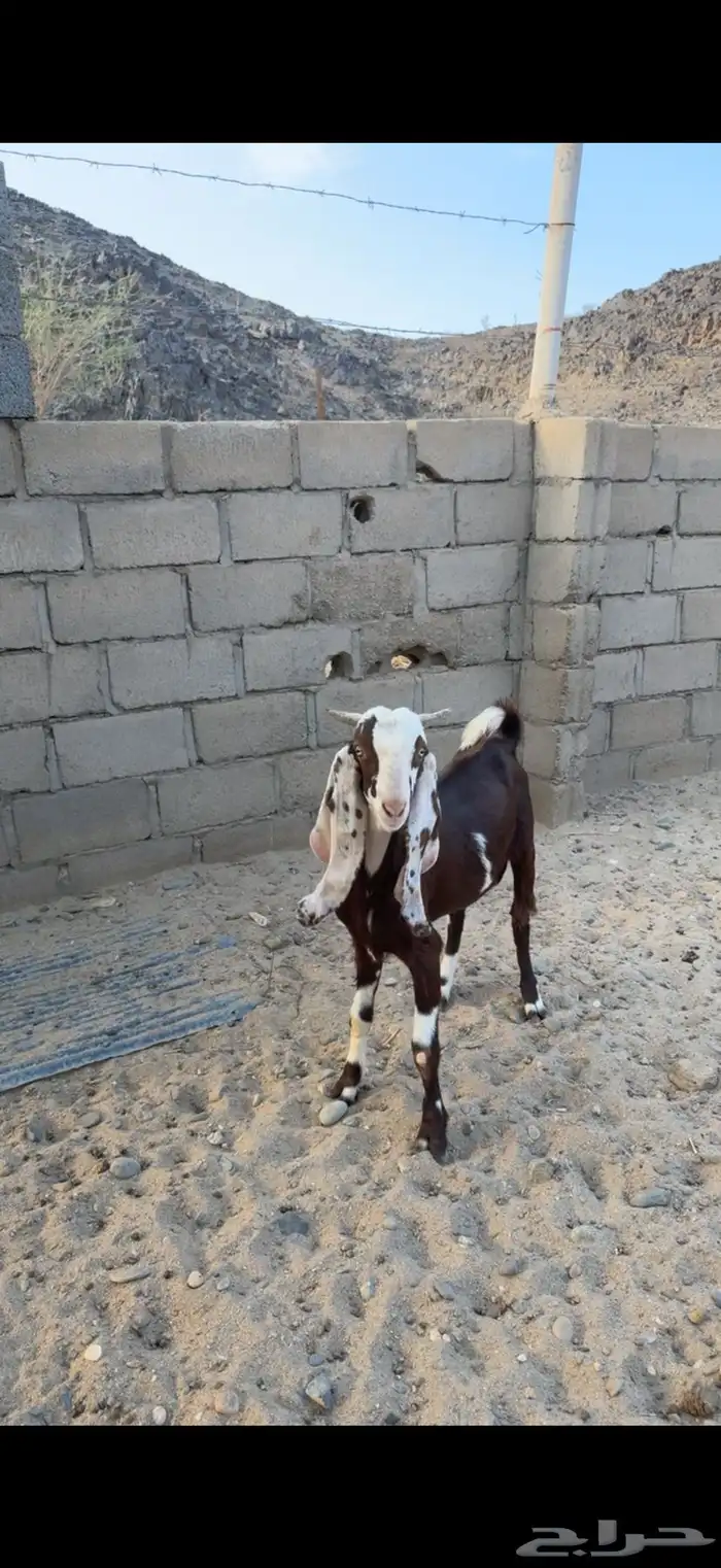 تيس مشروع فحل مشروك 3