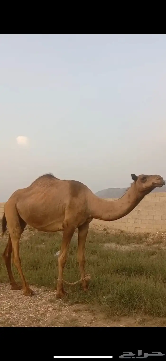 ناقتين متالي طياب 2