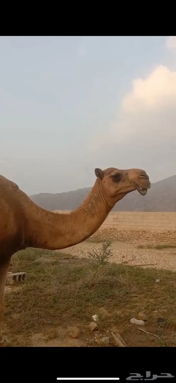 ناقتين متالي طياب 3