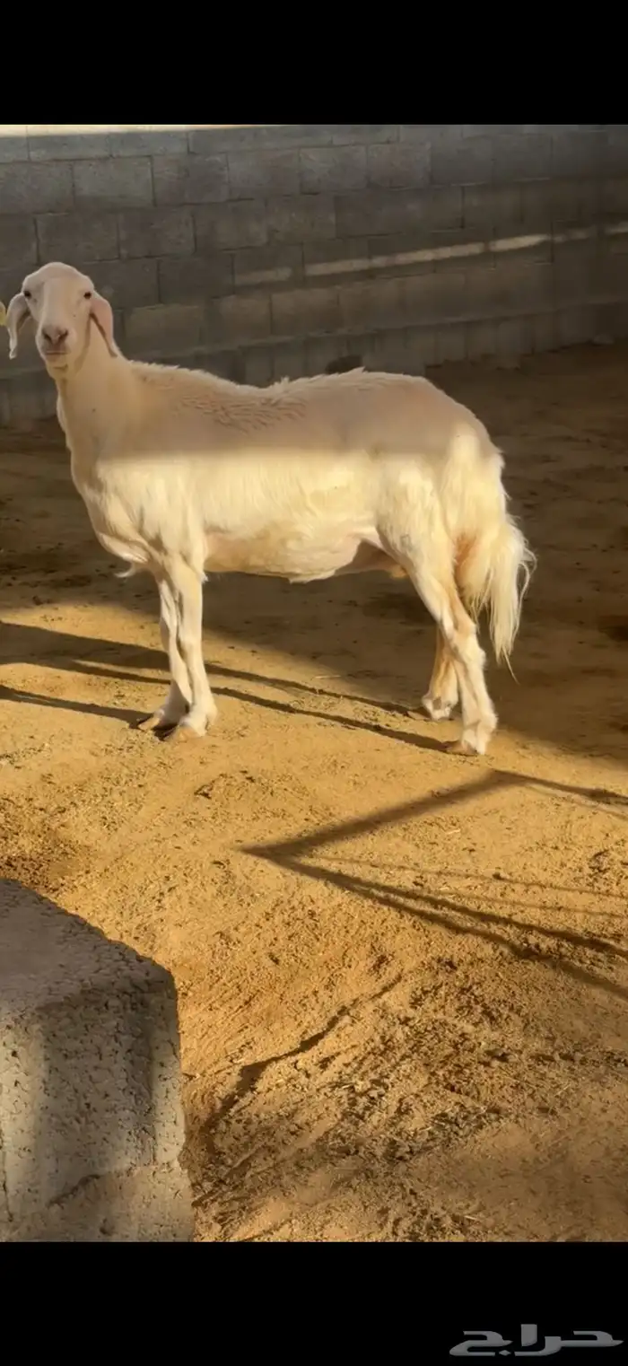 نعجة رباع فاخرة 2