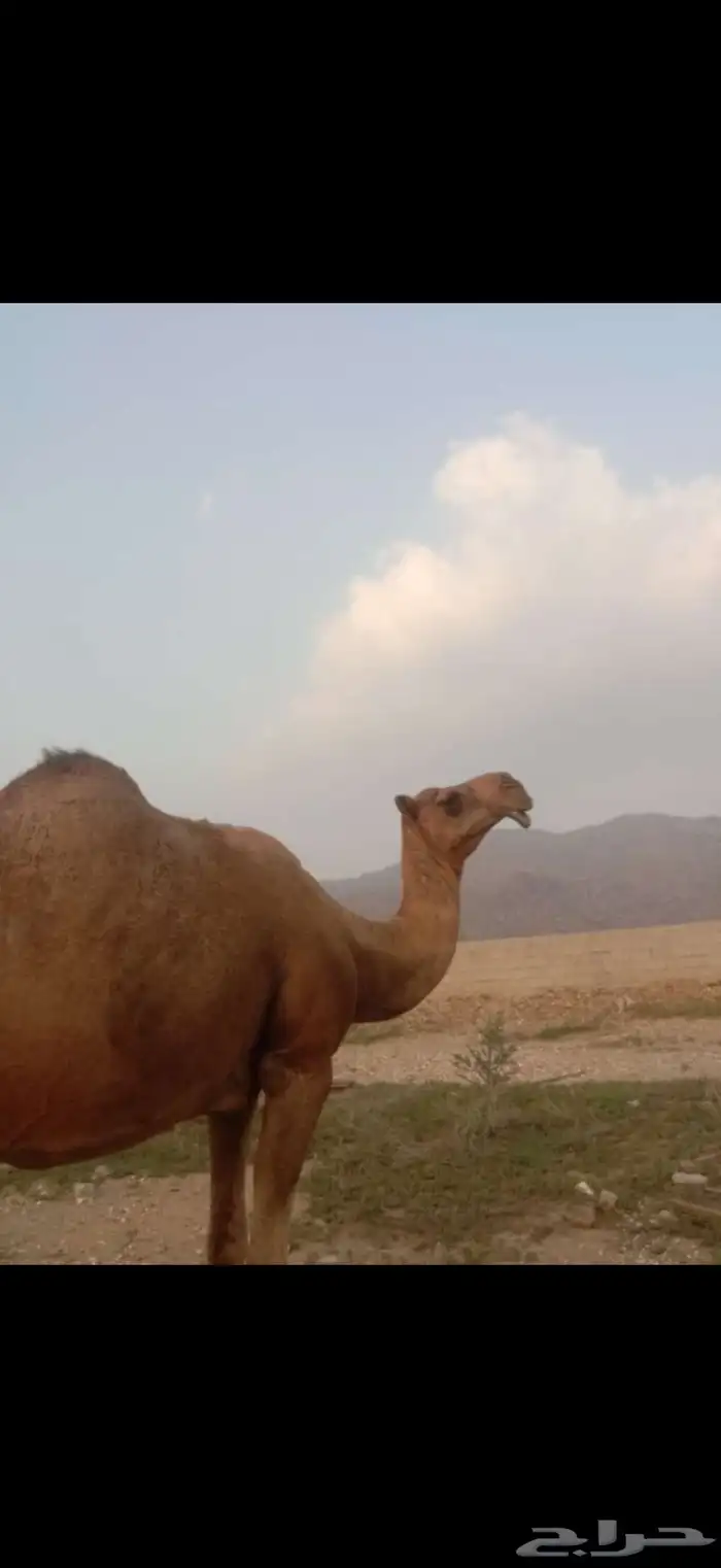 ناقتين متالي طياب 4