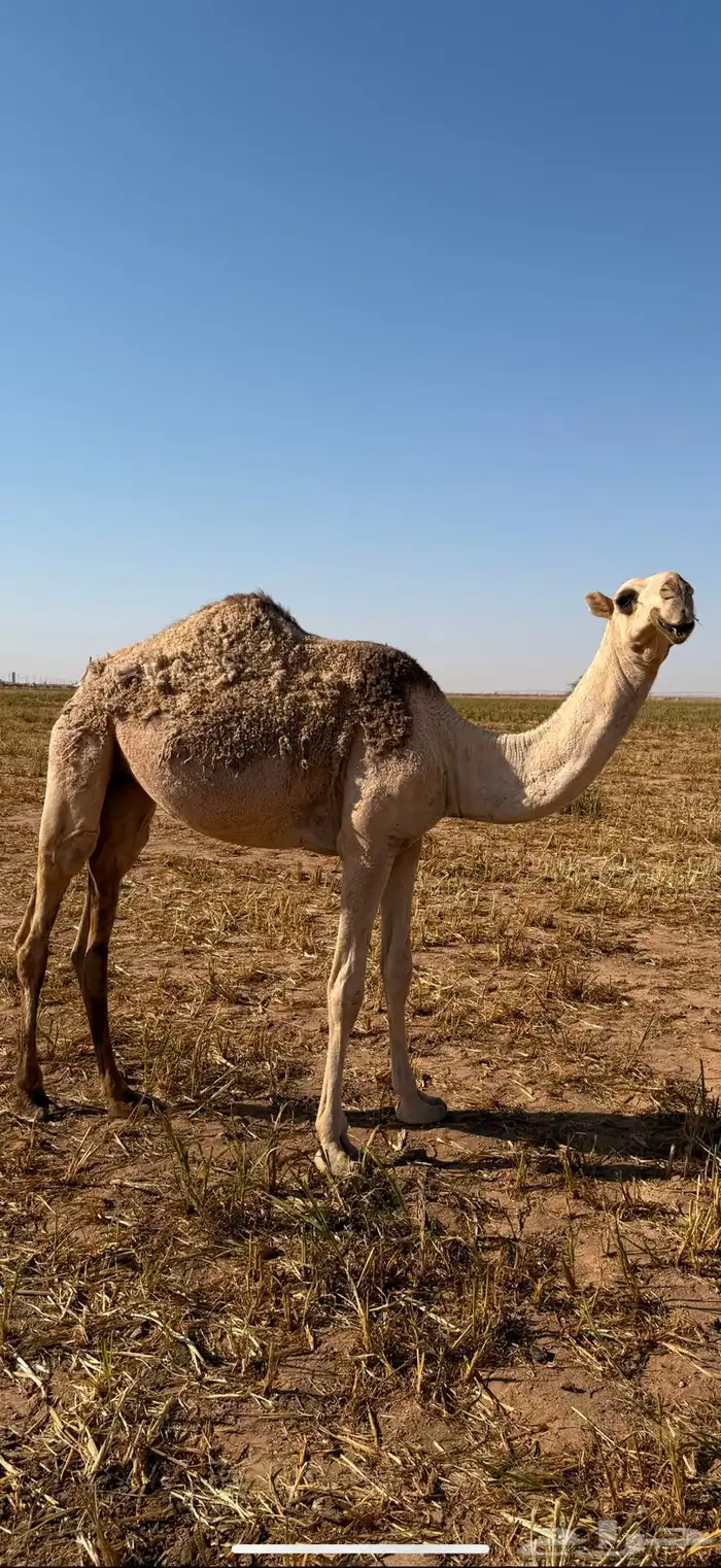 للبيع بكره 0