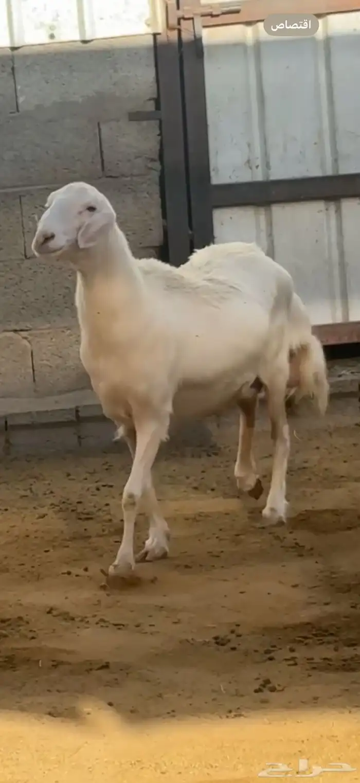 نعجة رباع فاخرة 4
