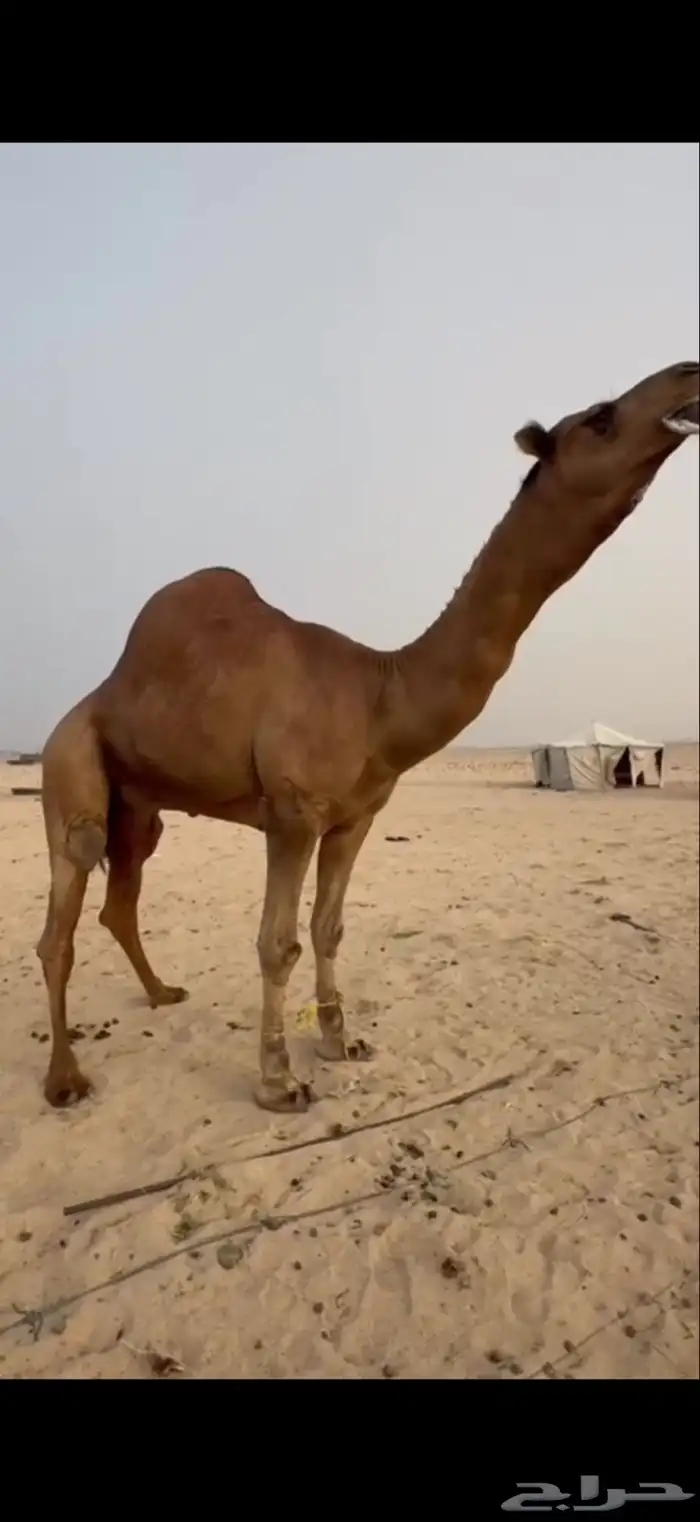 فحل ساحلي رباع احمر 1