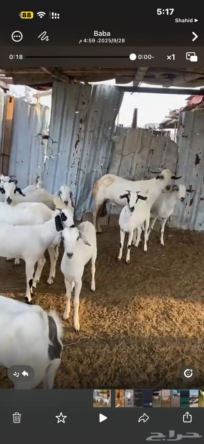 10 جفار بيشيه فاااخرة للي بيأسس مراح 0