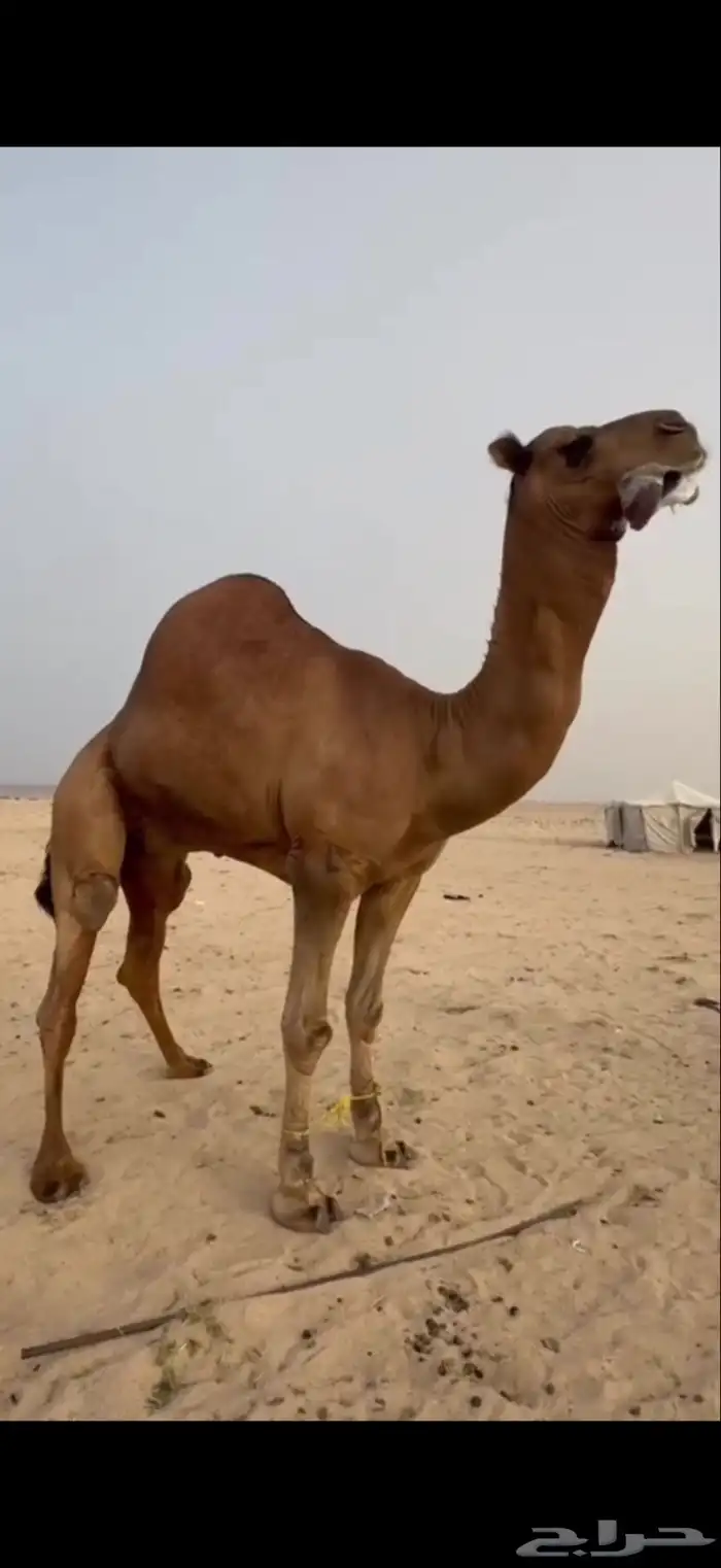 فحل ساحلي رباع احمر 2