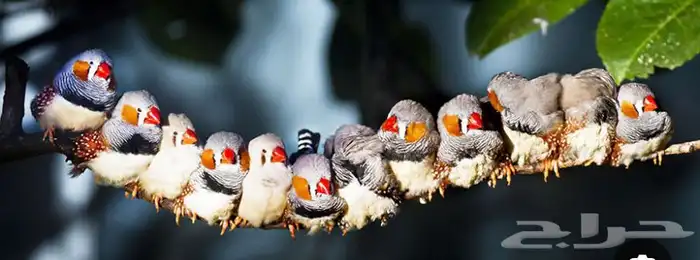 عصافير زيبرا للبيع 0