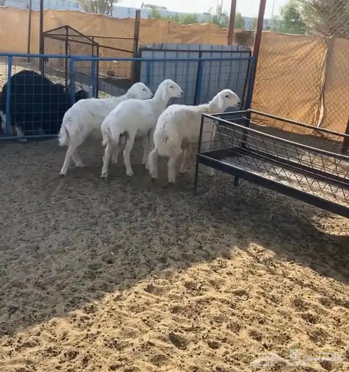 طليان تم البيع 0