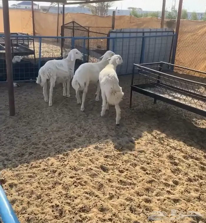 طليان تم البيع 1