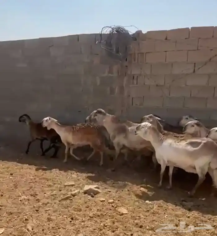 ضان سواكن درماني دفيع شرط 1