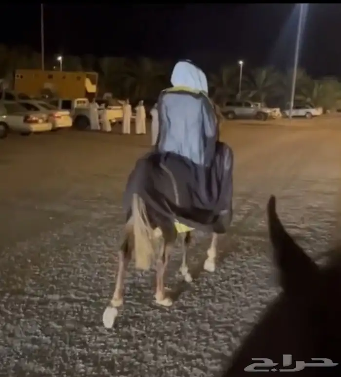 زفه عرسان بالخيل 0