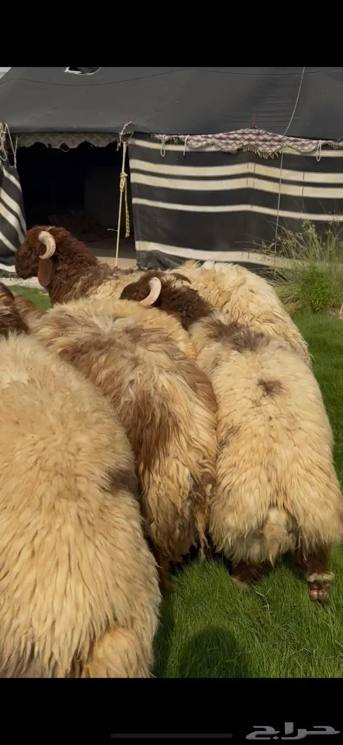 خرفان نعيم بلدي مناسبات 0