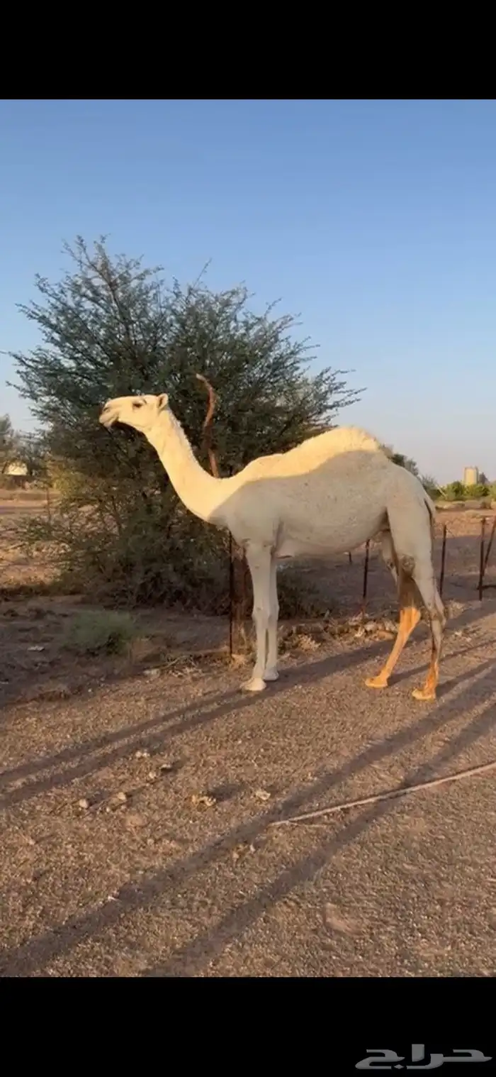 بكره كفو كحيلانيه 1
