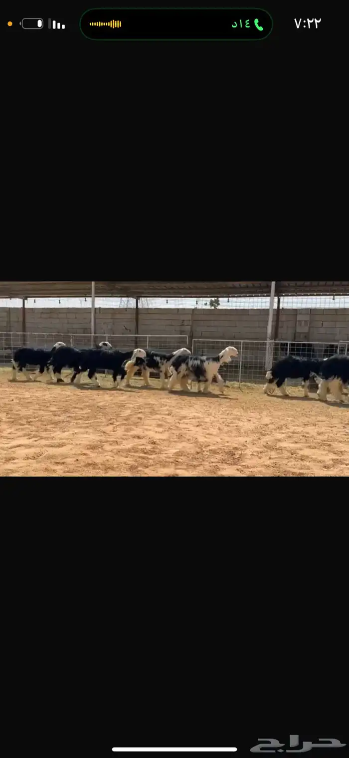 عرض رخال جذعات 1