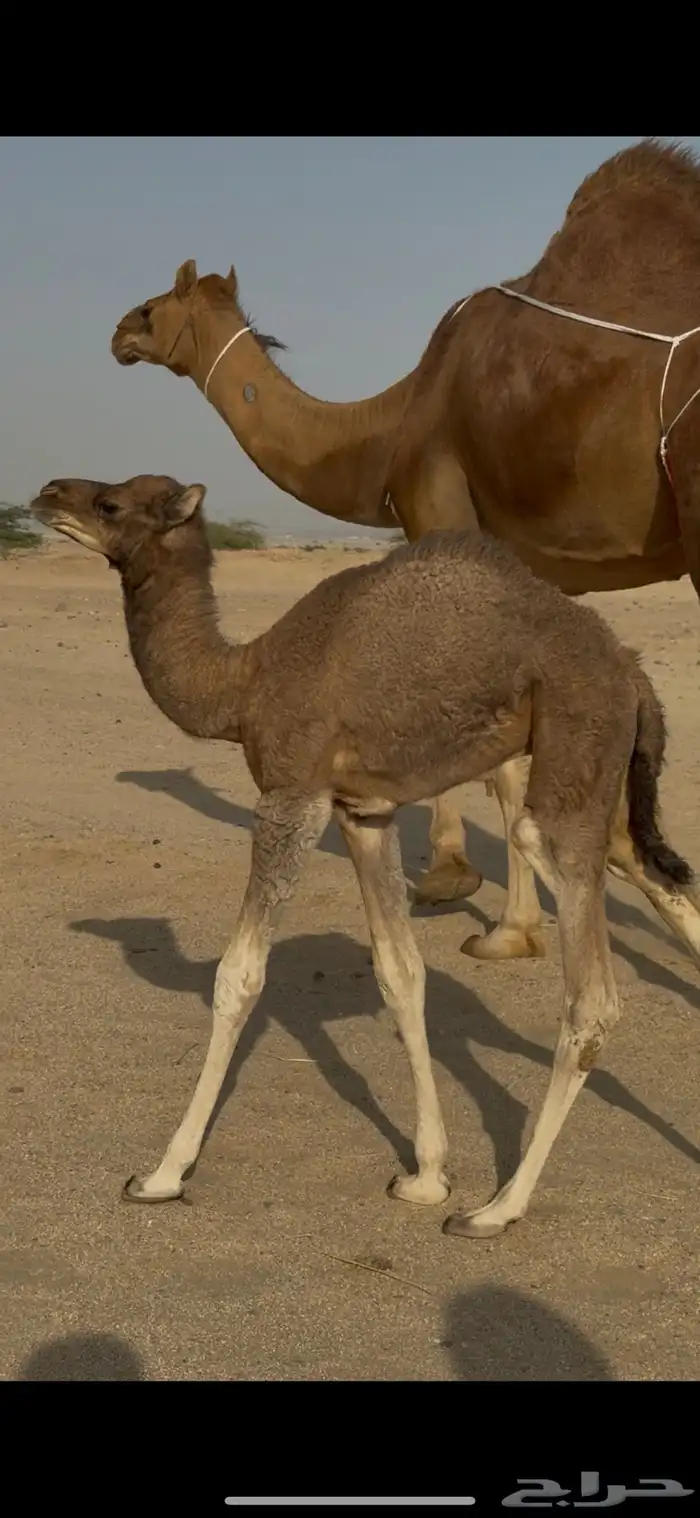 خلفة ساحلية للبيع 3