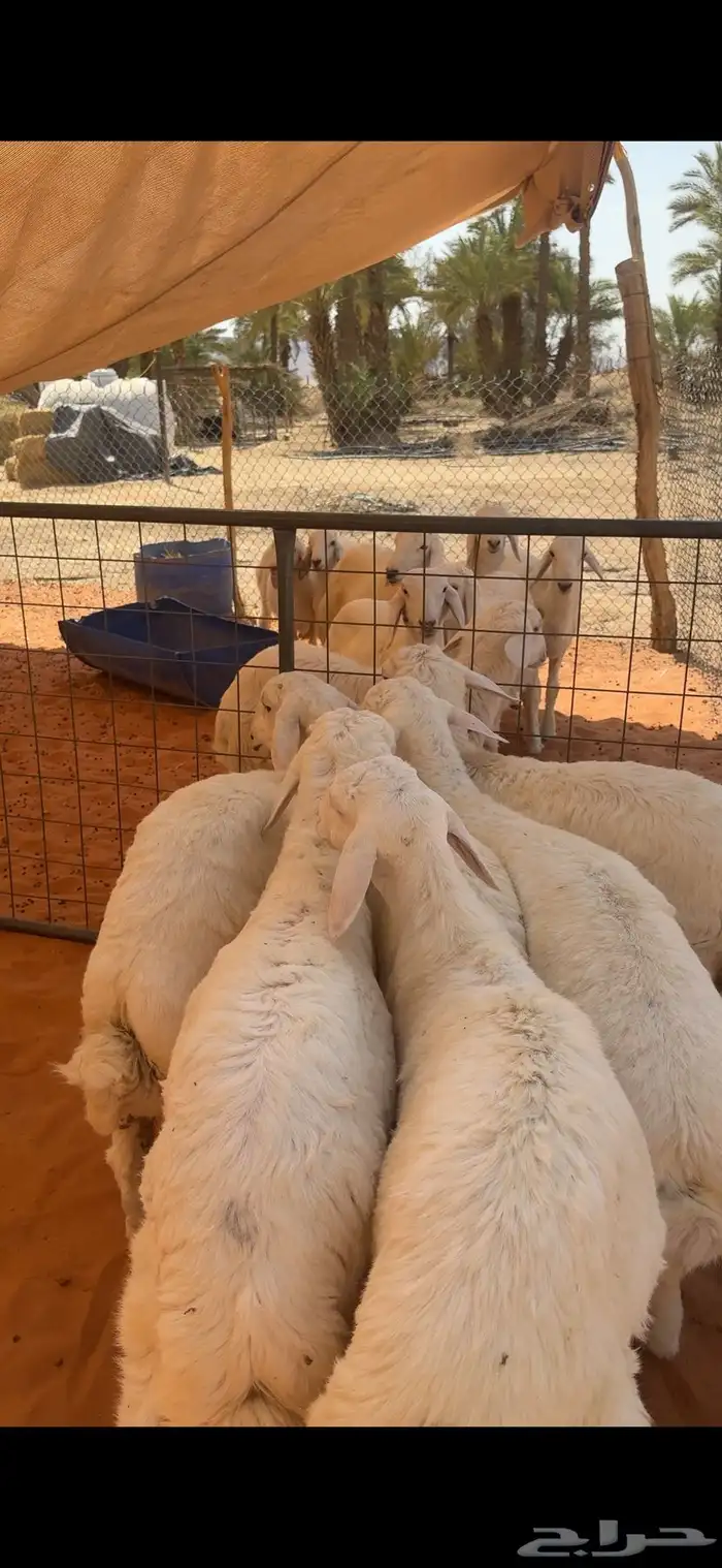 حري تربية مزرعة 1