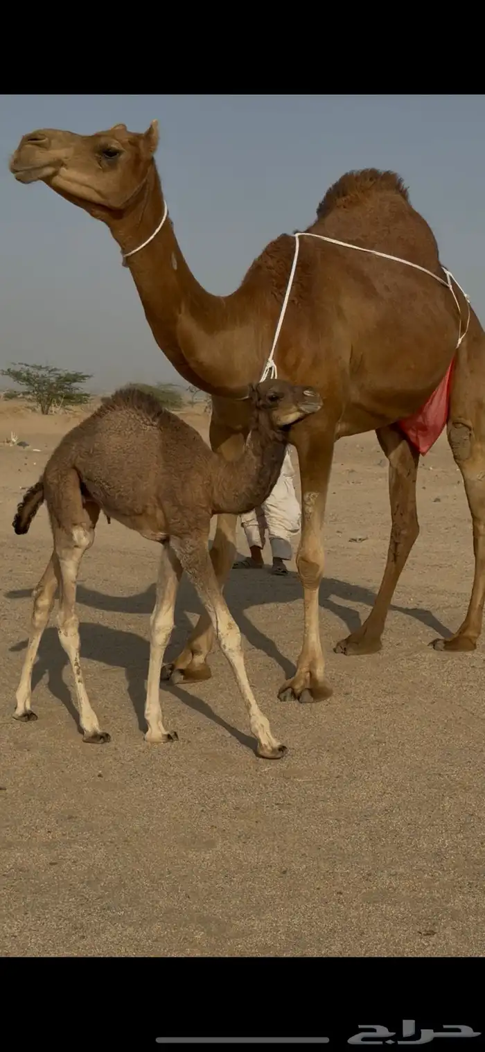 خلفة ساحلية للبيع 1