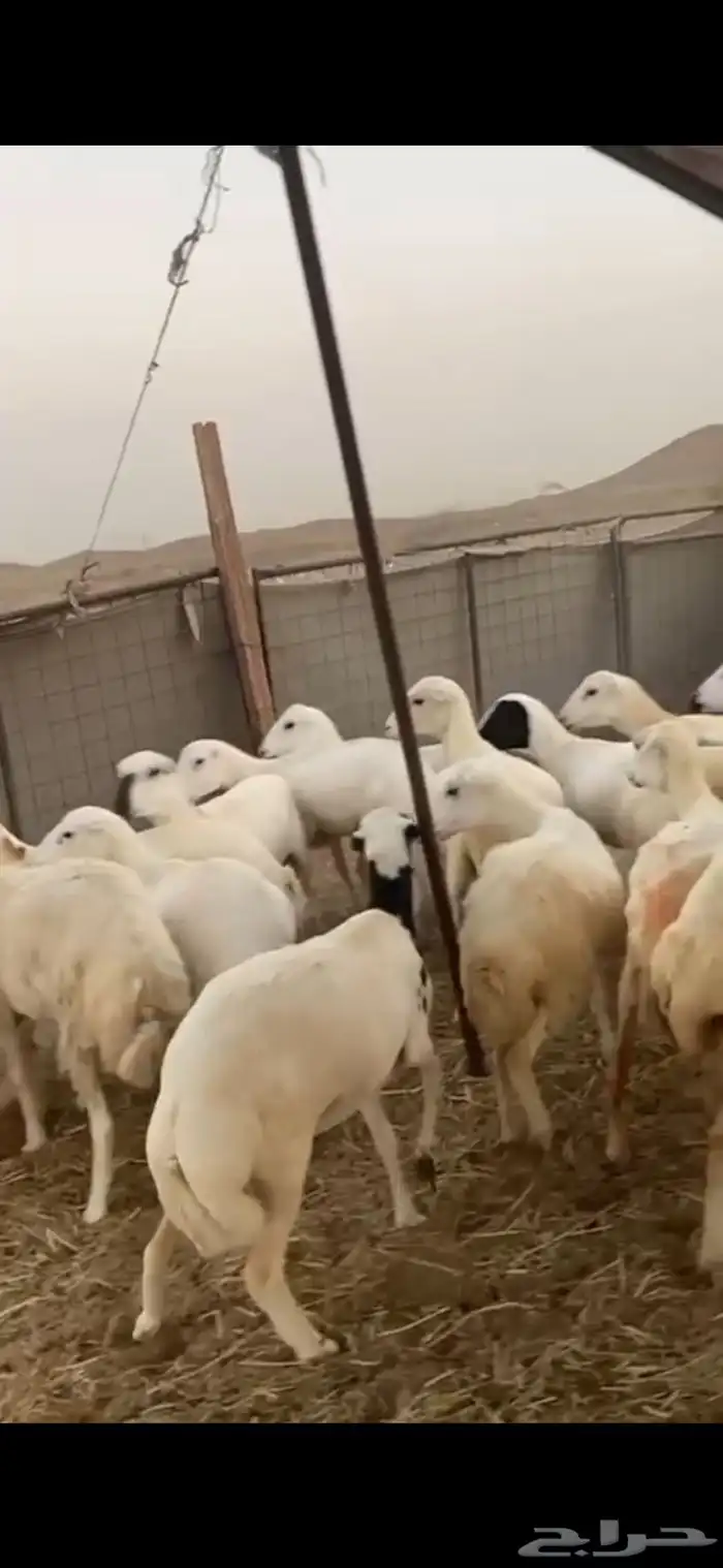 15 رخال ثنايا دفاع الحد 1000 5