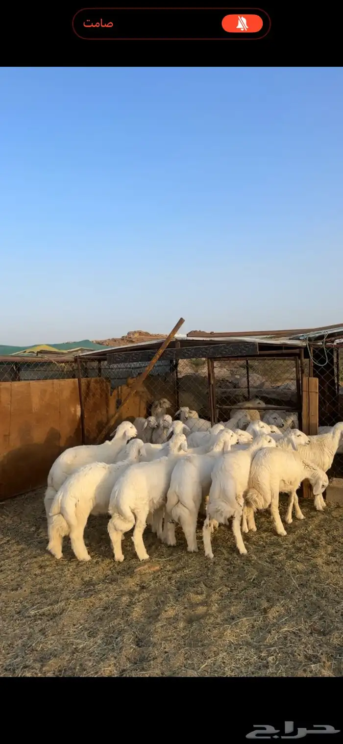 خرفان فاخره 0
