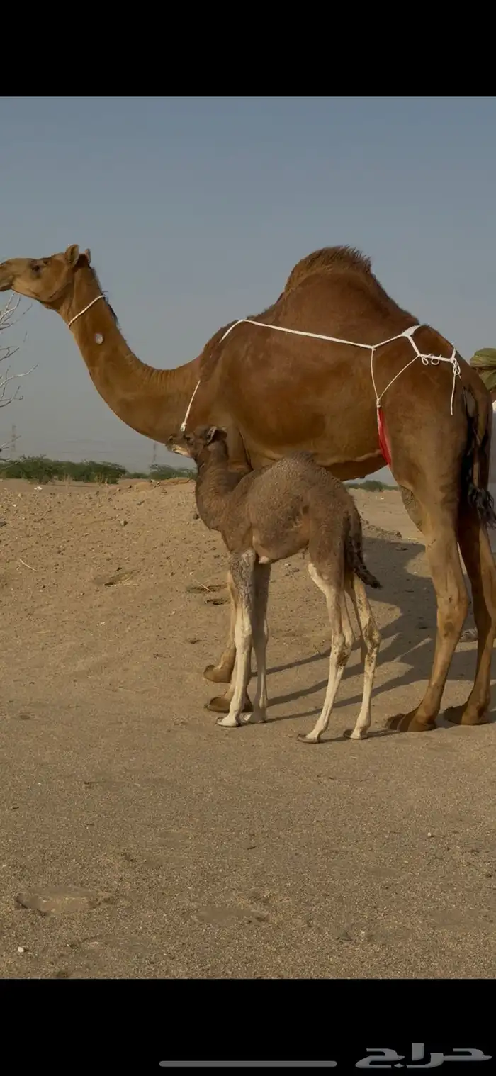 خلفة ساحلية للبيع 0