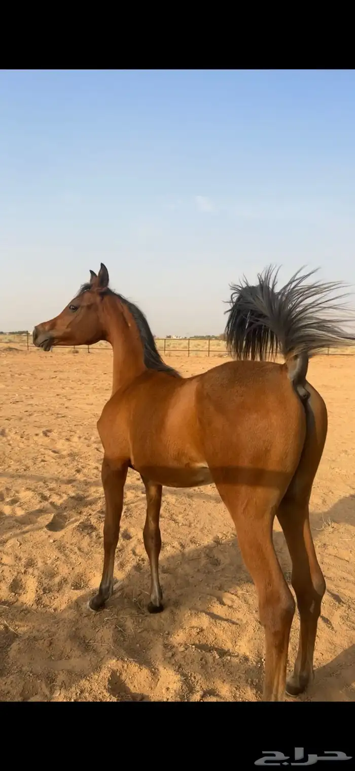 مهر واهو البيع شعبي 0