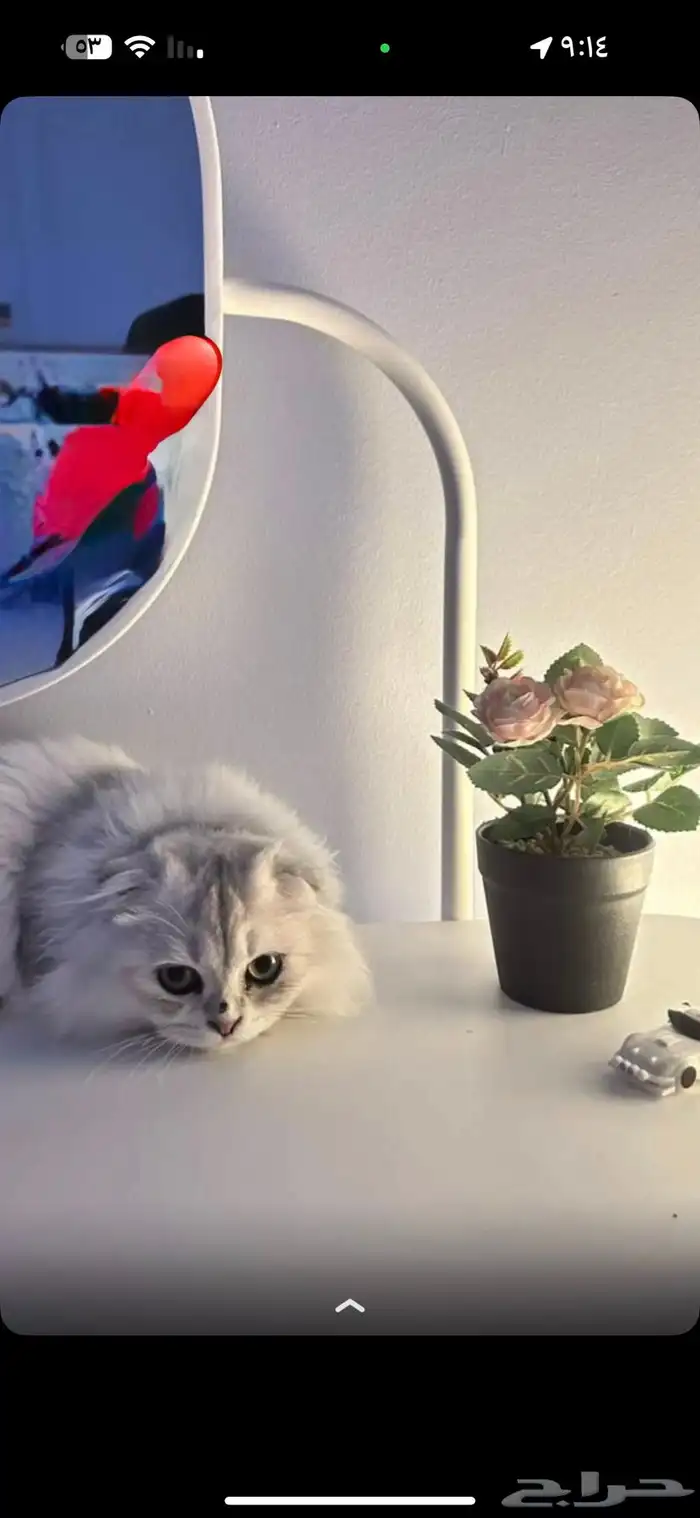 بسه شيرازي ونص سكوتش 3