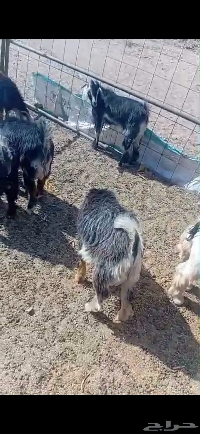 تيوس و طليان 1