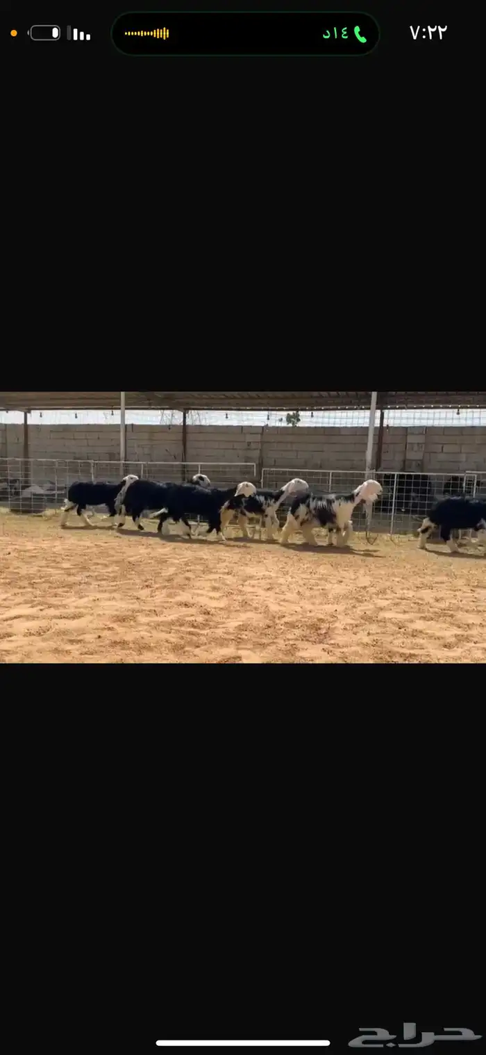 عرض رخال جذعات 0