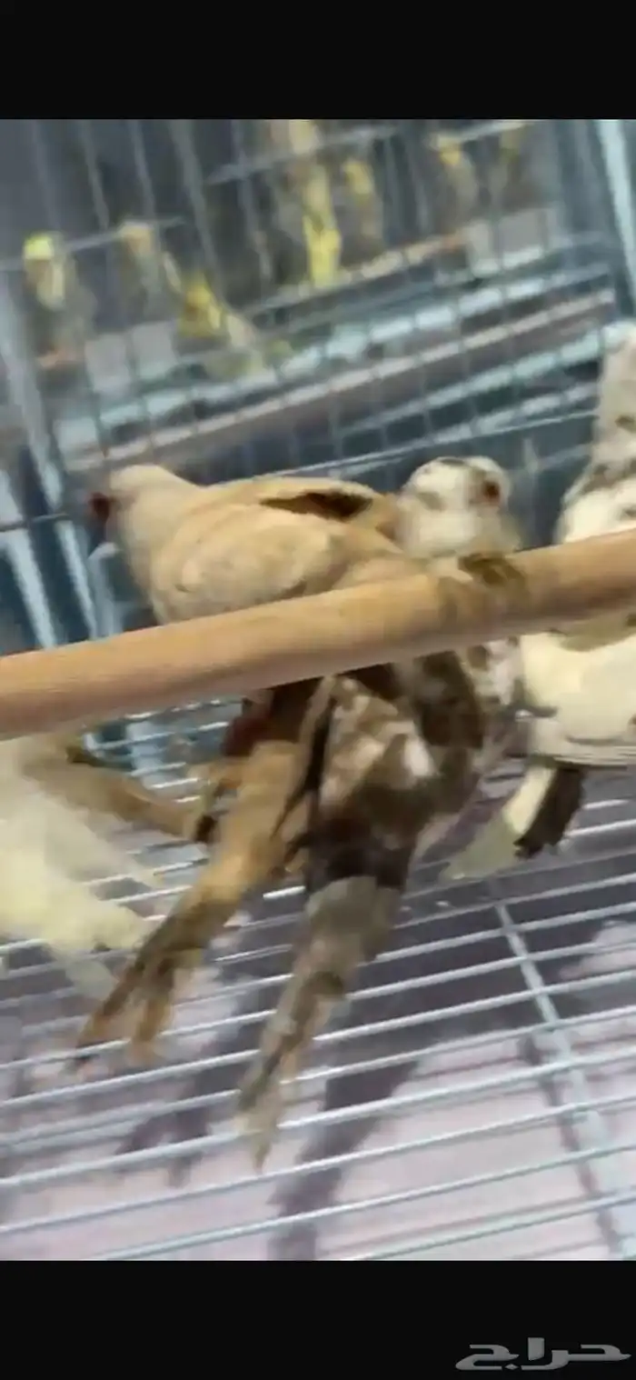 يمام ماسي طفرات 1