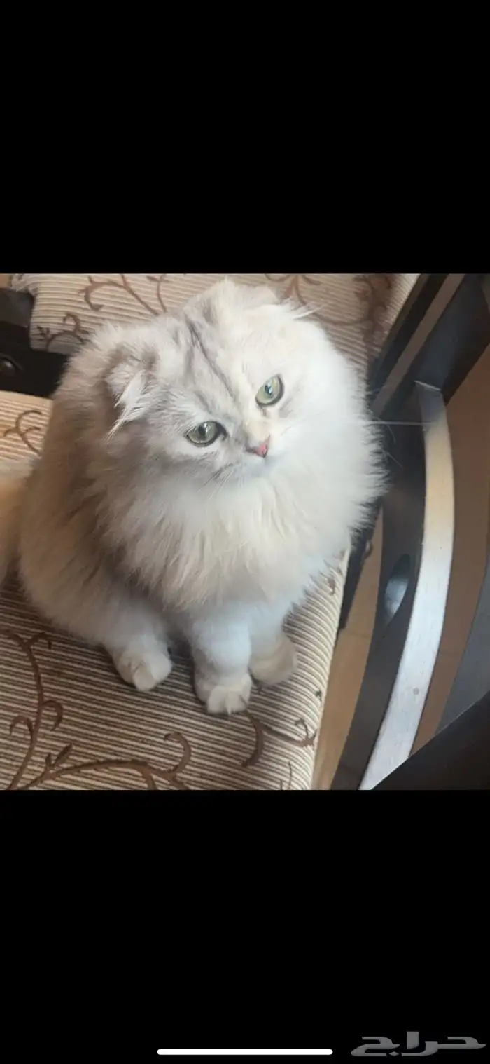 بسه شيرازي ونص سكوتش 2