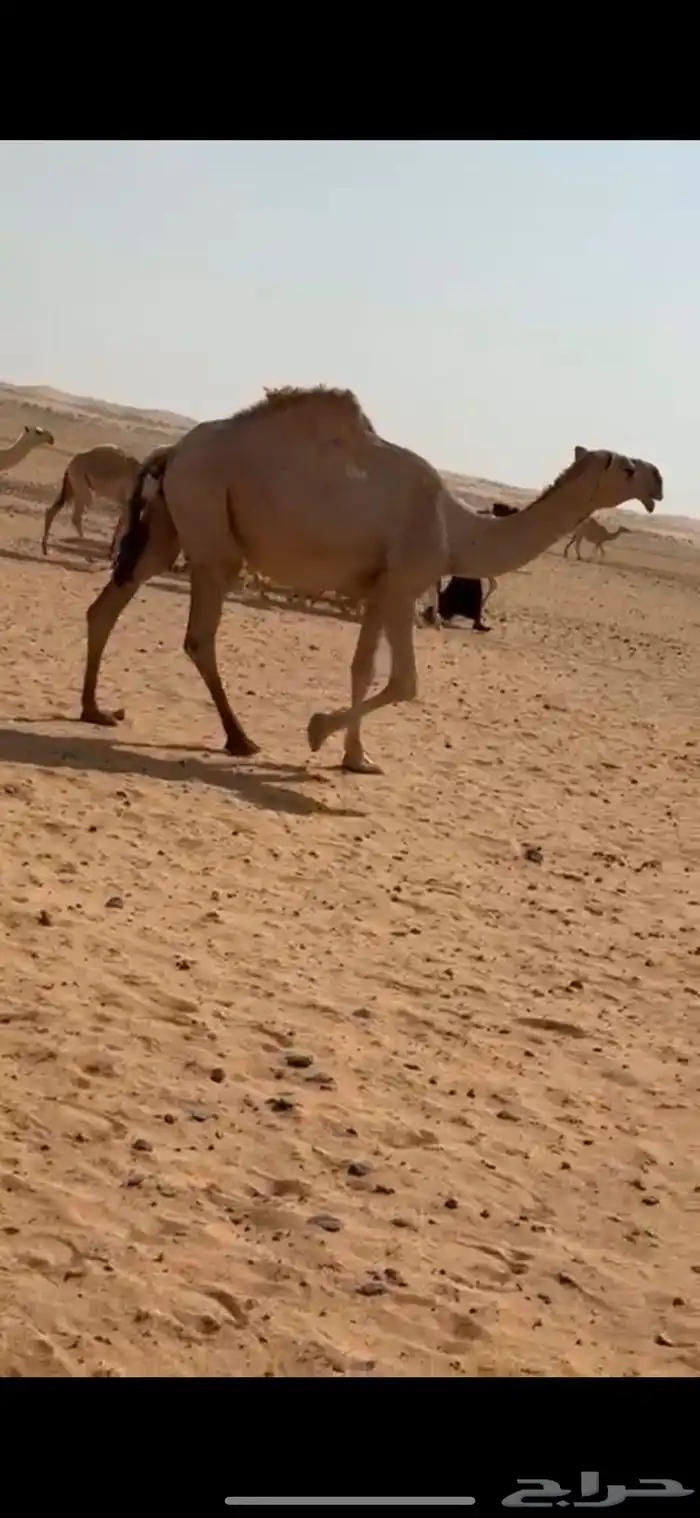 للبيع بكرة جذعه 1