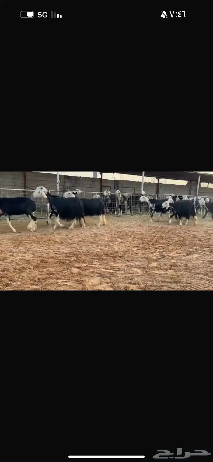 عرض بيع نجد مواليد 4