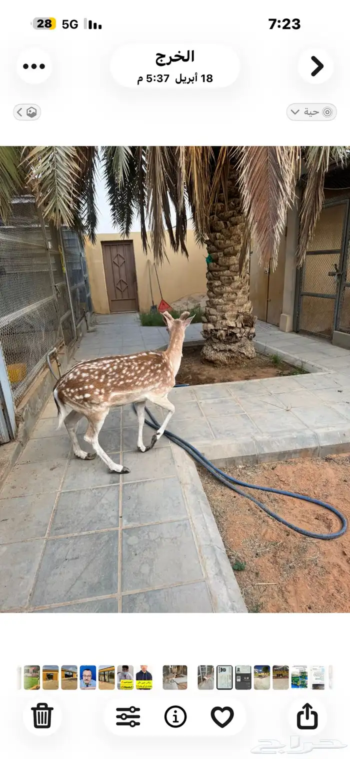 للبيع ذكر وأنثى هولندي 0